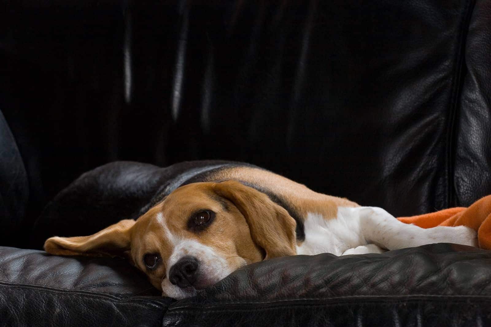 Hunbeagle hviler sig på sort lædersofa.