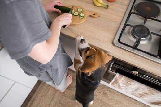 Beagle står ved siden af et menneske, der skærer agurk på et køkkenbord.