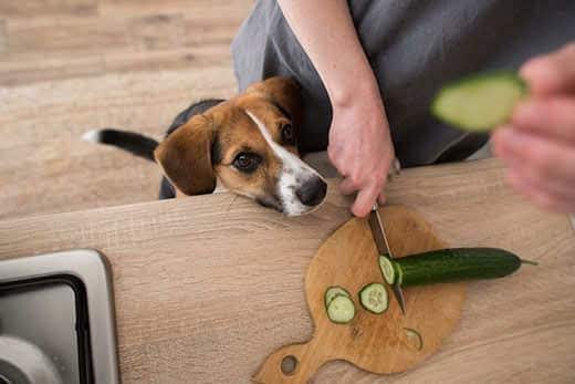 Beagle står med hovedet oppe ved køkkenbord og kigger på et menneske, der skærer agurk på et skærebræt. 