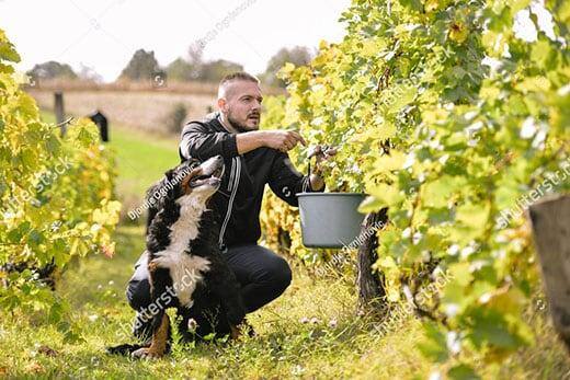 Berner sennenhund sidder ved siden af en mand og kigger på ham, mens han plukker vindruer på en vingård.