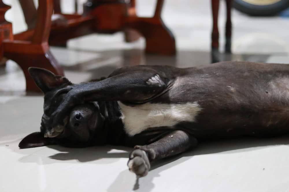 Sort hund gemmer sig under sine poter.