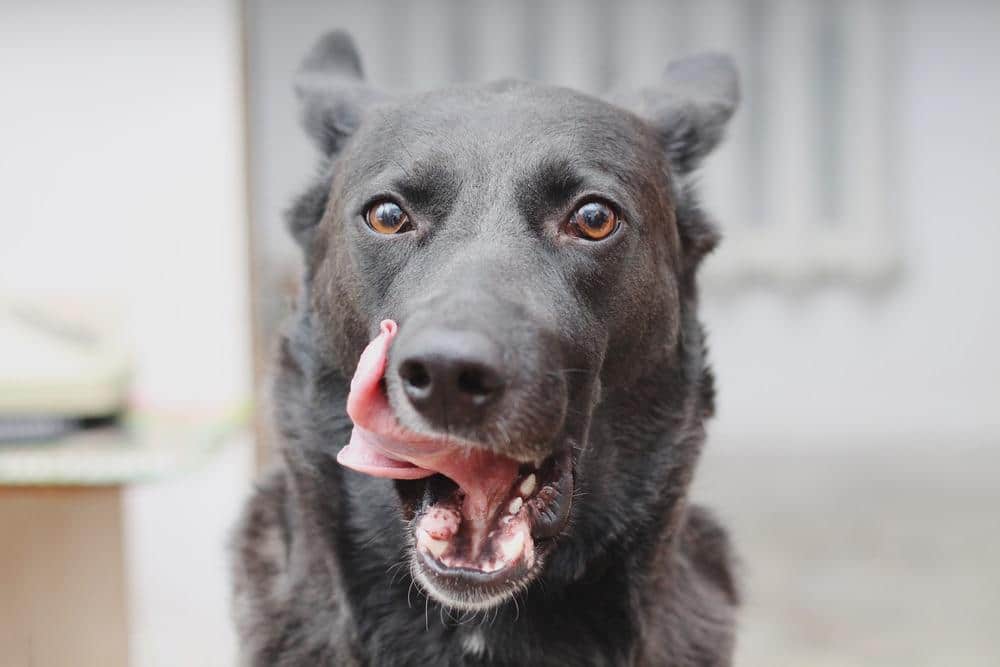 Sort hund med tungen ude slikker sig om munden.