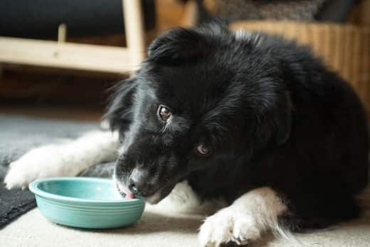 Border collie ligger ned og slikker indersiden af en grøn skål.