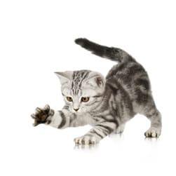 Grå tabby killing poter i luften.