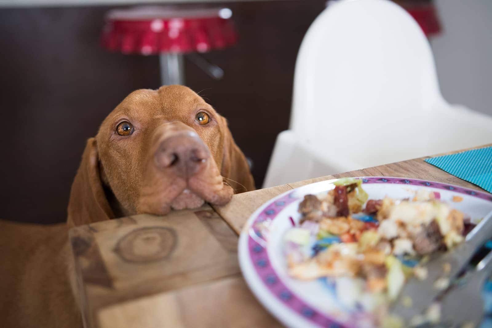 Hund med hoved placeret på spisebord stirrende på menneskenes mad.