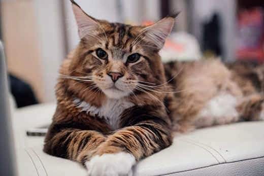 Stor Maine Coon-kat ligger på en grå sofa.