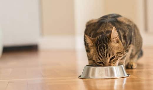Brun tabby-kat spiser af en metalskål.