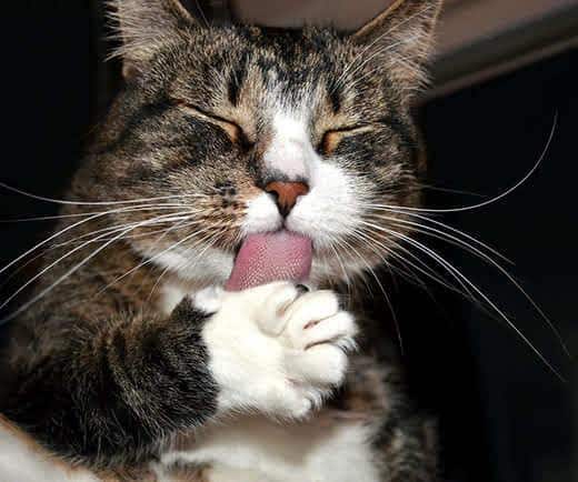 Brown tabby kat har lukkede øjne, mens den slikker sine poter