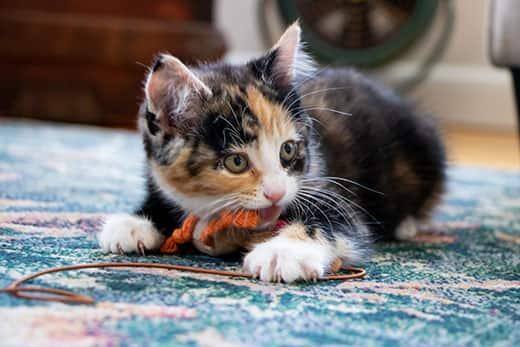 Calico killing leger med brunt og orangefarvet reb, mens den ligger på et blåt gulvtæppe.
