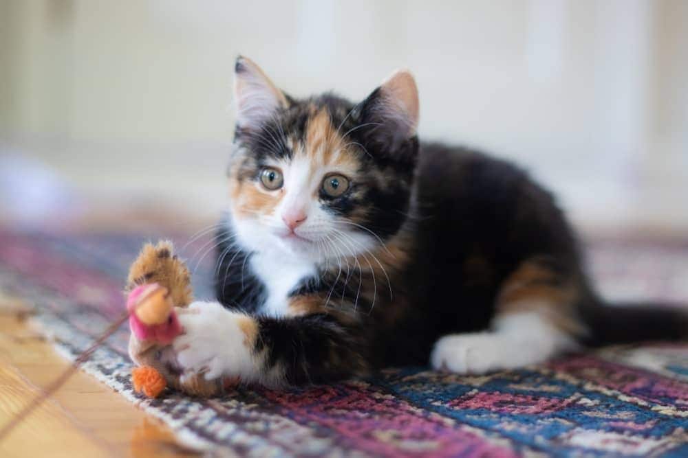Calico-killing ligger på tæppe med legetøj på en snor