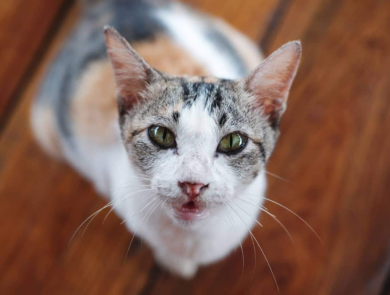 Calico-kat kigger op med trægulv i baggrunden.