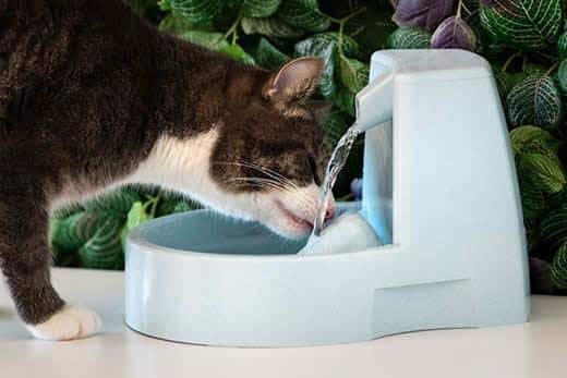 Kat drikker rent vand fra vanddispenser. Vandfontæne til katte. Kat tørstig. Dehydreret kat.