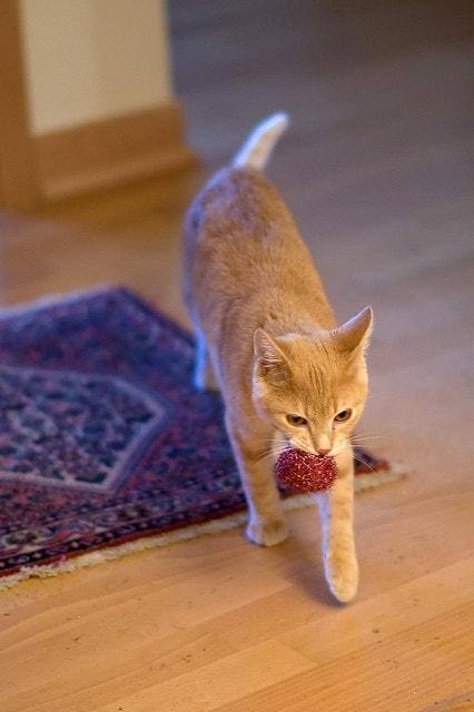 Orange kat med en bold i munden.