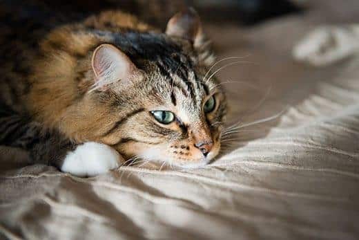 Langhåret kat med grønne øjne hviler sig på en seng.