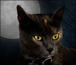 Katte og halloween