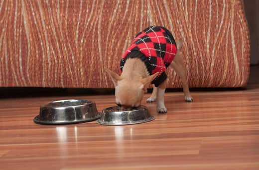 Cinnamon Chihuahua-hvalp, klædt i en sort og rød argyle-sweater, der spiser fra en skål.