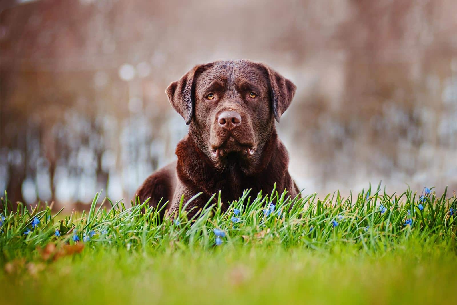 Ældre brun labrador ligger på en mark.
