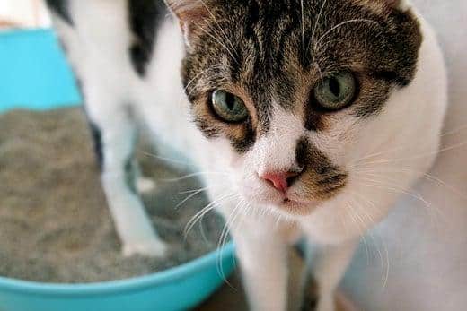 Kat bruger toilet, kat i kattebakke, for at komme af med afføring eller for at urinere, kommer af med afføring i rent sandtoilet. En kat ser på sin egen afføring i en blå kattebakke. Kat hjemme.