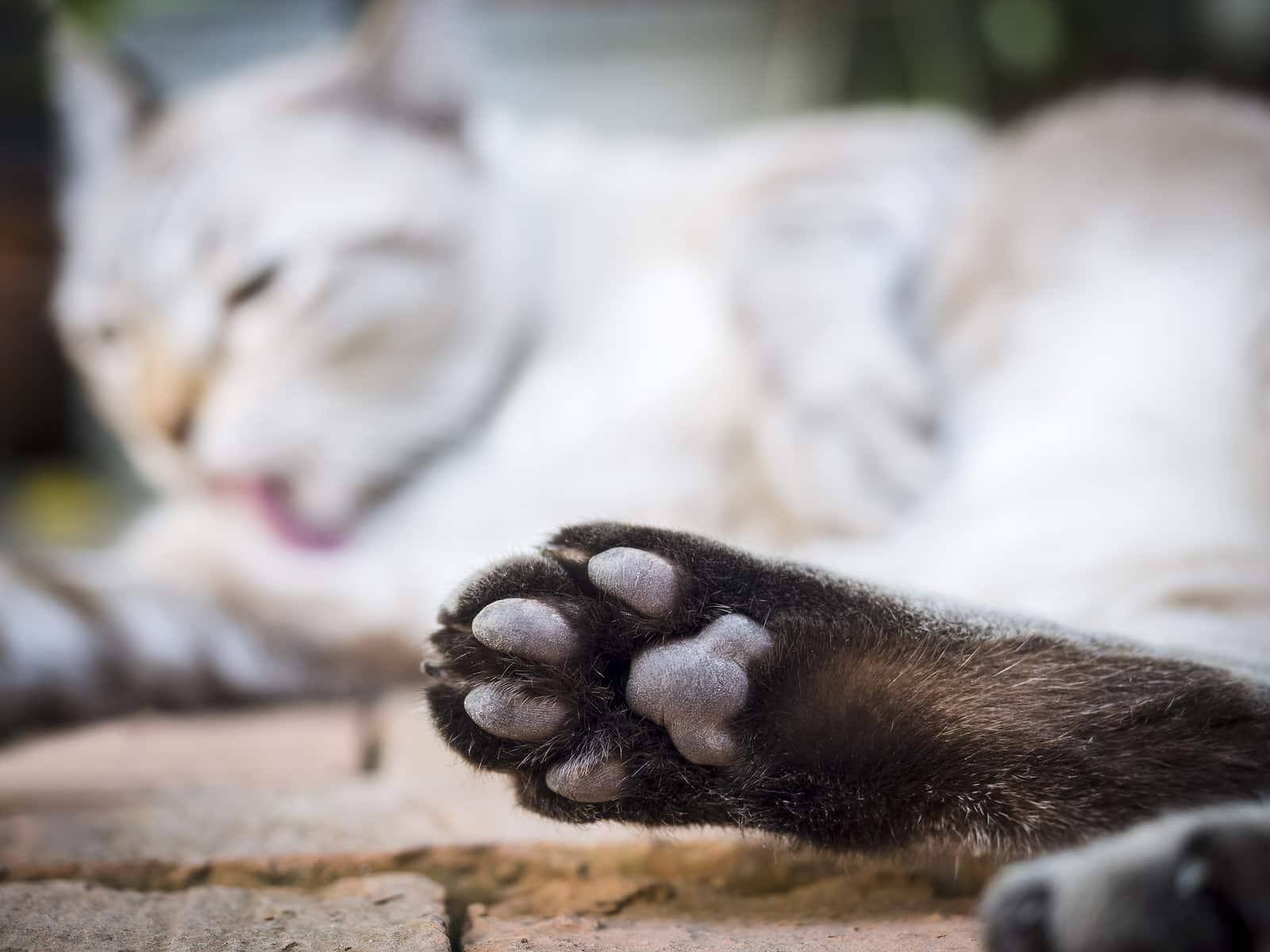 Kattepote med utydelig kat, der sover i baggrunden