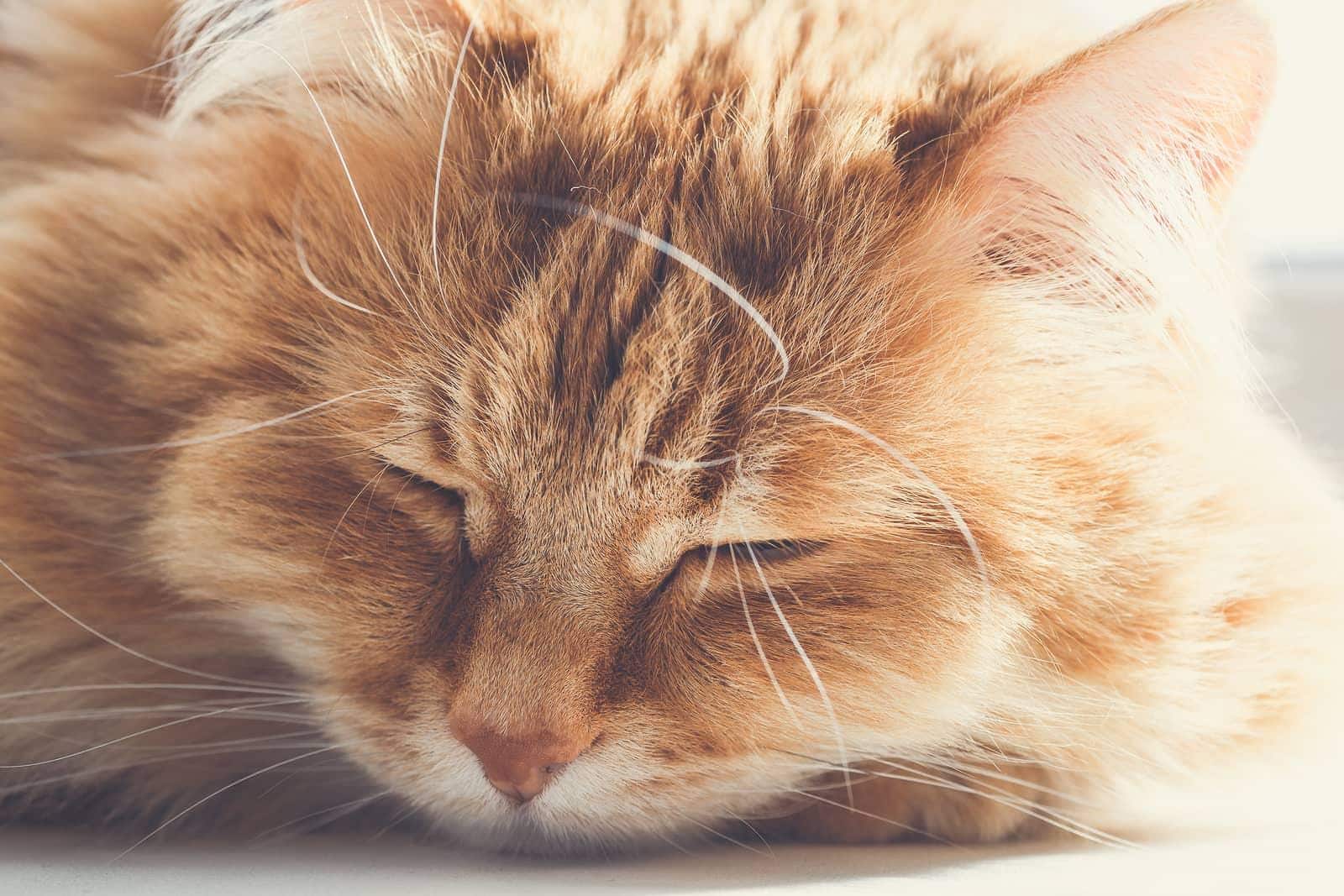 Stor, blød orange kat sover på gulvet