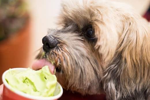 Nærbillede af en terrier, som slikker grøn, frossen yoghurt ud af en kop.