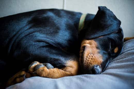 Dobermann-hvalp med grønt halsbånd sover på seng.