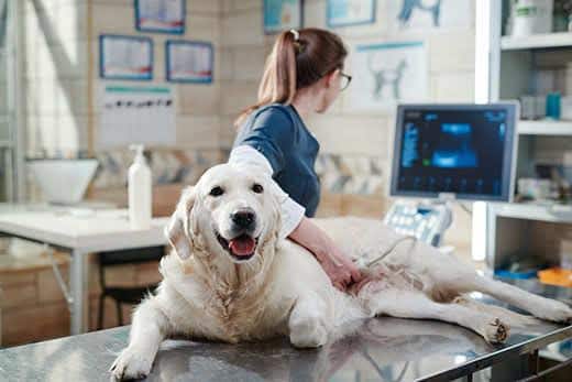 Læge udfører en ultralydsscanning på hund