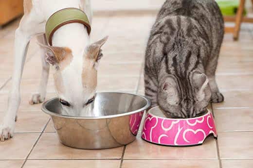Hvid miniature-greyhound og gråstribet kat bliver fodret side om side i køkkenet