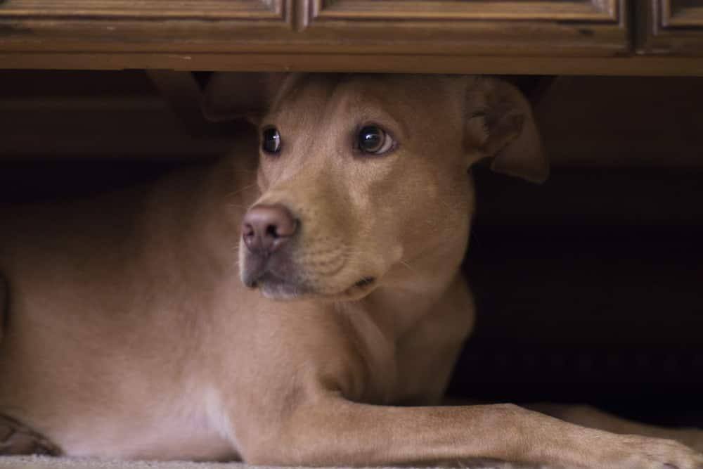 Hund gemmer sig under bord ved lyden af fyrværkeri.