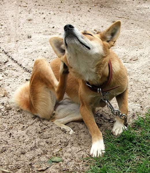Orange hund i snor sidder og klør sig udenfor.