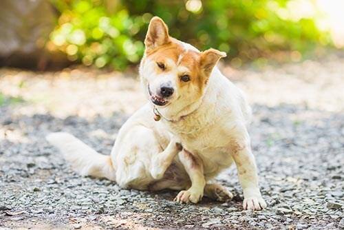 Hund klør sig, mens den sidder udenfor.