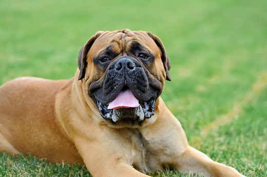 Engelsk mastiff ligger i grønt græs om sommeren