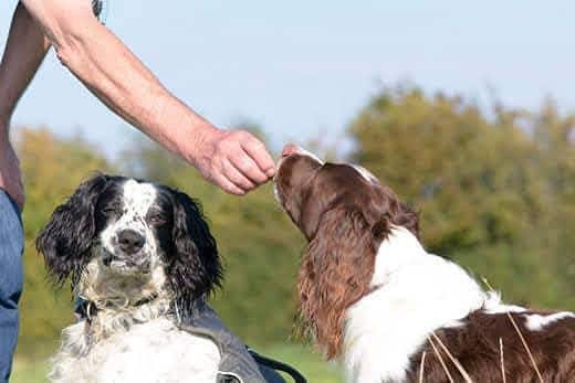 Engelsk springerspaniel får en godbid udendørs, siddende ved siden af en anden spaniel.