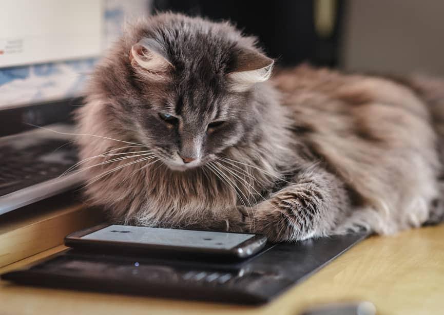 Nysgerrig blød kat stirrer på smartphone
