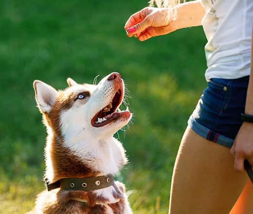 Pige holder en godbid i hånden, mens hendes husky ser forventningsfuldt op.