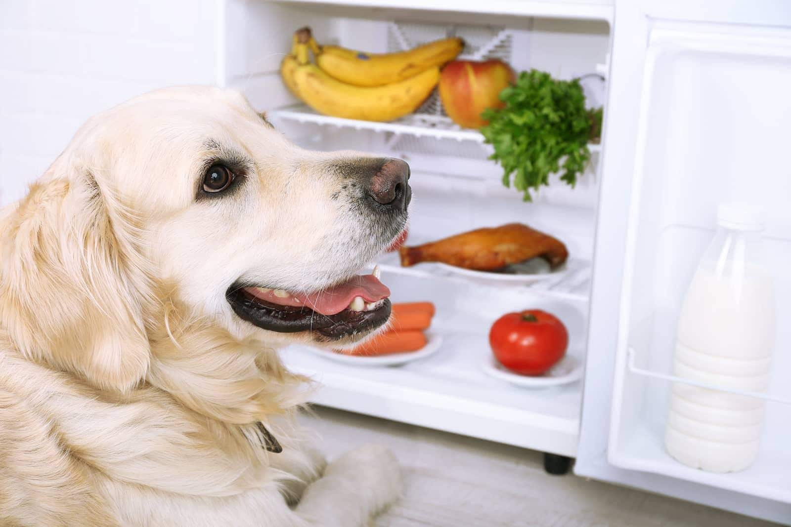 Golden retriever sidder tæt på et åbent køleskab med frugter og grøntsager