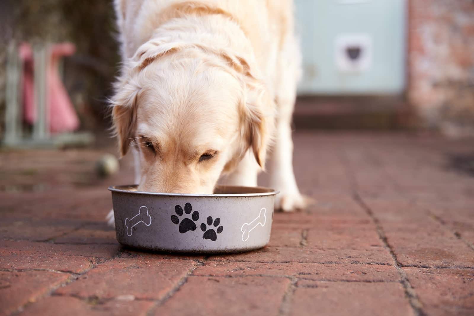 Golden retriever spiser af hvid skål