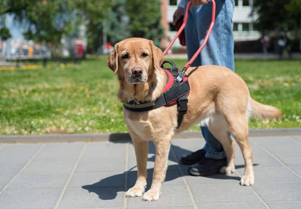 Førerhund hjælper blind mand inde i byen