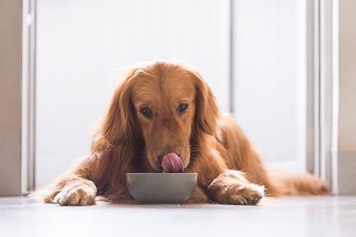 Golden Retriever, der ligger ned, mens den spiser fra en skål