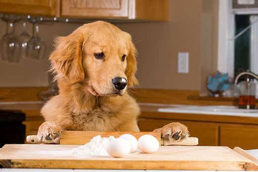 Golden retriever står op ad et køkkenbord med bageredskaber og æg.