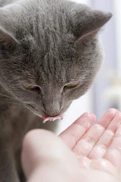 Grå kat slikker noget af en menneskes hånd.