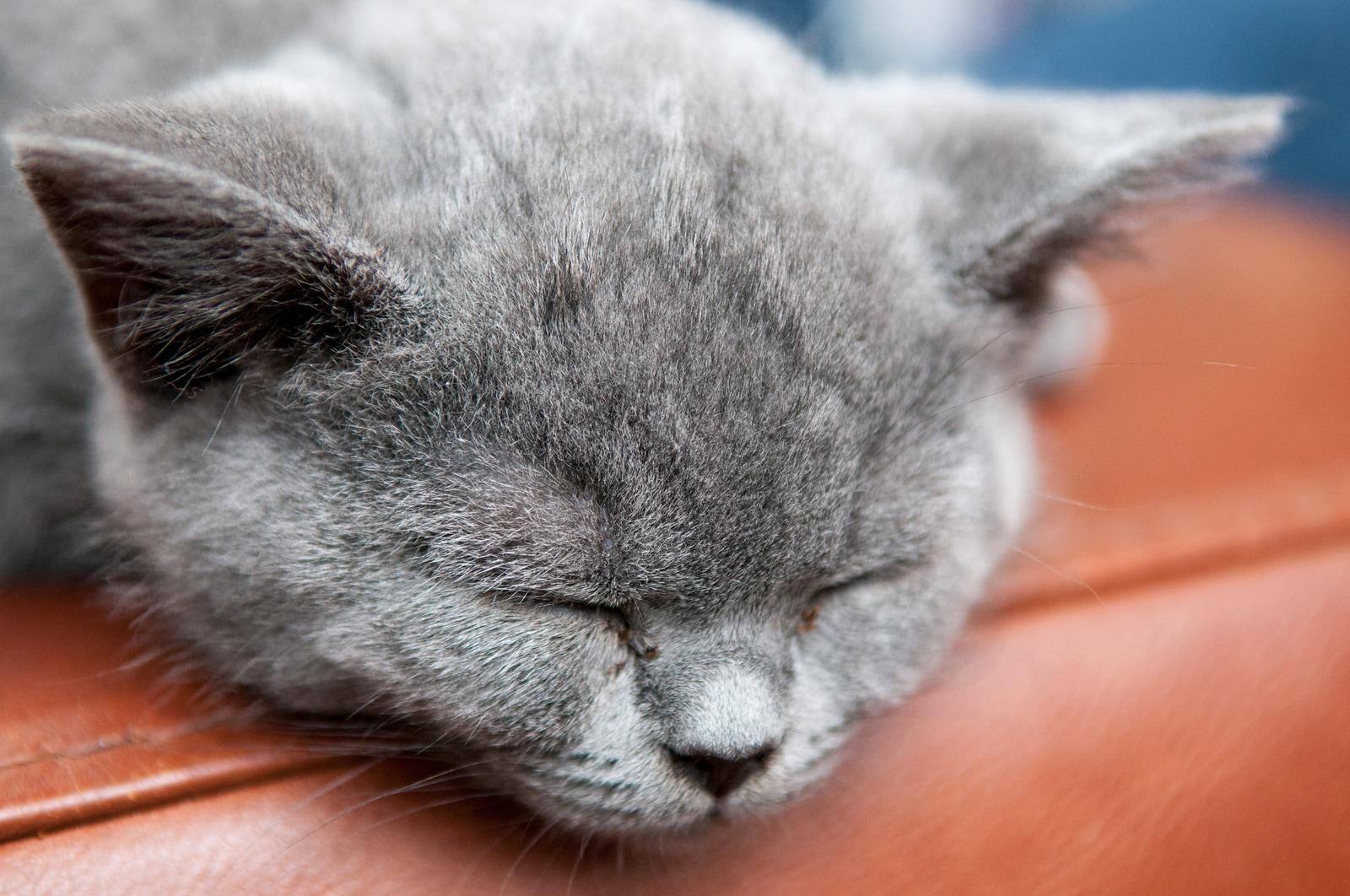 Grå kat sover på kanten af en brun lædersofa.