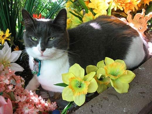 Sort og hvid kat sidder i blomsterbed