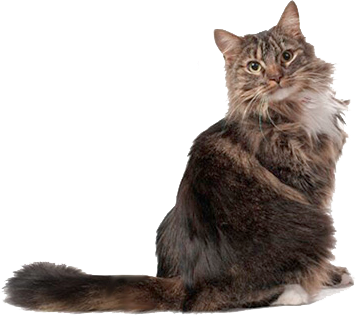 Kat med hårboller