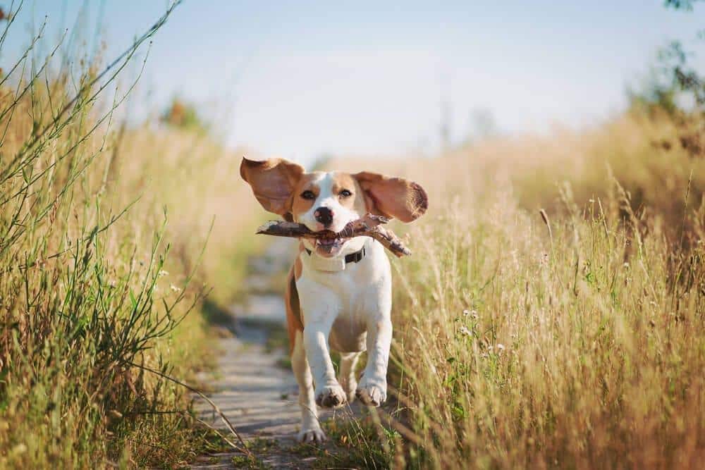 beagle leger