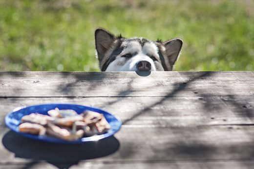 Husky stikker næsen over bordet for at kigge efter mad.