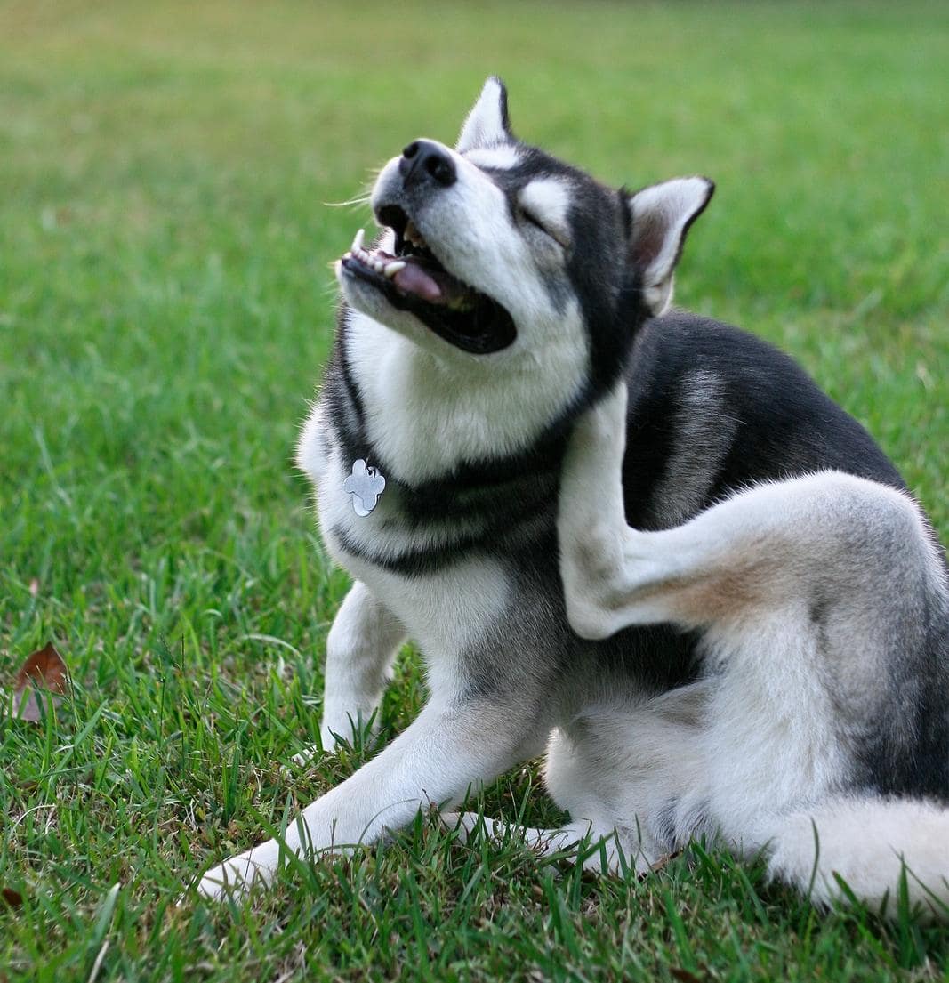Siberian Husky klør efter lopper i gården
