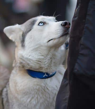 Slædehund med blå øjne og blåt halsbånd kigger op på sin ejer.