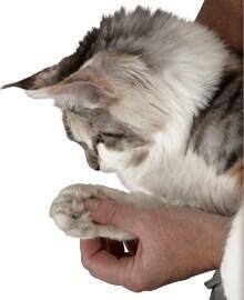 Kattesundhedspleje starter derhjemme