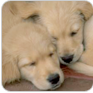 Hunde billeder